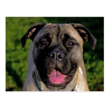 Mastiff Smile Postcards