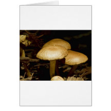 Matin de champignon cartes