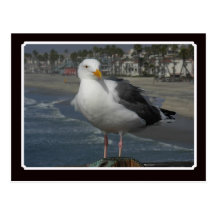 Matin de mouette cartes postales