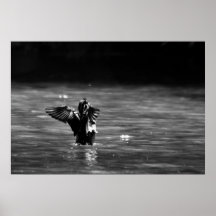 Mating Dance Print