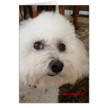 "Mattie" - a Bichon Frise Greeting Cards
