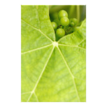 Maturation des raisins photographe