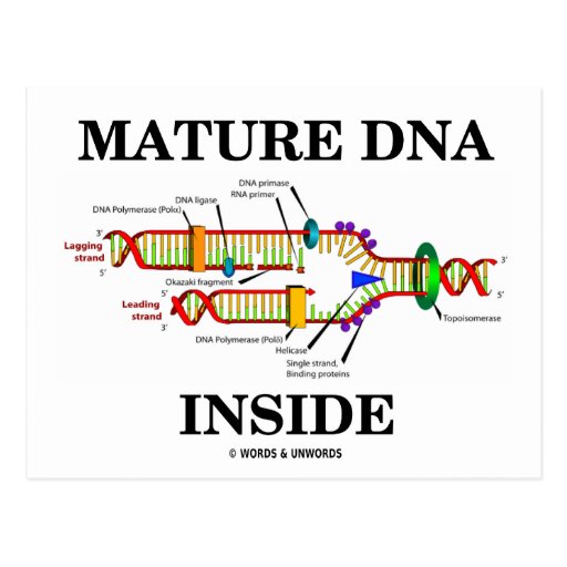 Mature DNA Inside (DNA Replication) Post Card