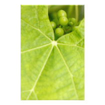 Maturing grapes photo art