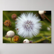 Mauna Kea Dandelion Poster