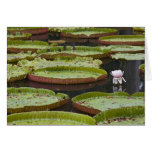 Mauritius, Pamplemousses, SSR Botanical