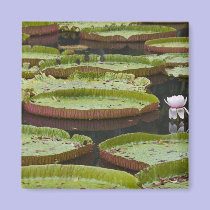 Mauritius, Pamplemousses, SSR Botanical magnets