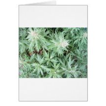 mauvaise herbe de puanteur carte de vœux