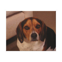 Max Canvas Print