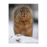 May I Introduce Myself Postcard