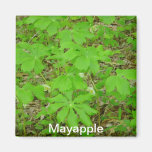 Mayapple Magnet