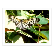 MClairArt's Photos N Art Butterfly Post Card