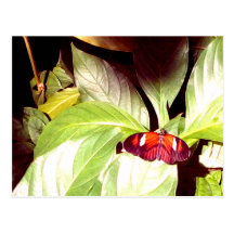 MClairArt's Photos N Art Butterfly Post Cards