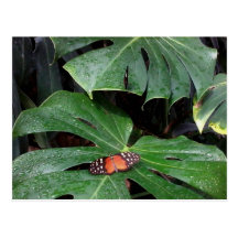 MClairArt's Photos N Art Butterfly Post Cards