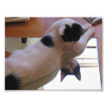 Me, myself & I Cat Photo