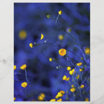 Meadow buttercup (Ranunculus Acris) at the Cornish Full Color Flyer