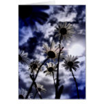 meadow daisy card