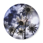 meadow daisy magnets