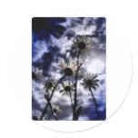 meadow daisy sticker