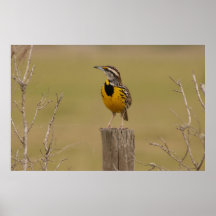 Meadow Lark Posters