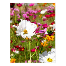 Meadow of Flowers Post Cards