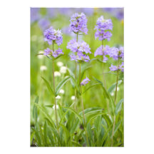 Meadow of penstemon wildflowers in the photograph