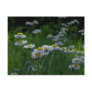 Meadow Wildflowers Postcard