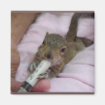 Meal Time Refrigerator Magnet