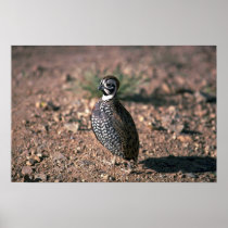 Mearns quail, cock poster