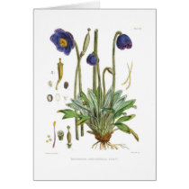 Meconopsis simplicifolia greeting card
