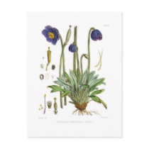 Meconopsis simplicifolia postcard