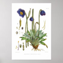 Meconopsis simplicifolia print
