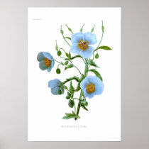 Meconopsis wallichiana (M wallichii) Print