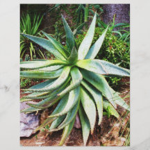 Mediterranean Cactus growing along  Italian coast Custom Flyer