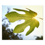 Mediterranean Fig Leaf Photograph