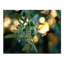 Mediterranean Gold; Olives On It’s Tree Branch Post Card