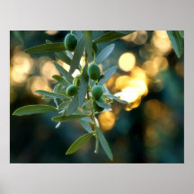 Mediterranean Gold; Olives On It’s Tree Branch Posters