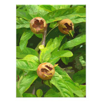 MEDLAR FRUIT