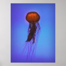 Méduses dans l'espace affiche