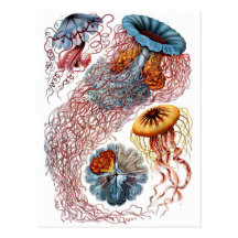 Méduses de Haeckel Cartes Postales