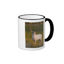 Meeker's White Buck 2 Mug