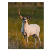 Meeker's White Buck 2 Post Cards