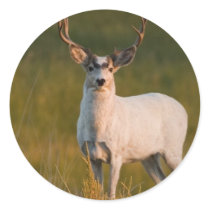 Meeker's White Buck 2 Sticker