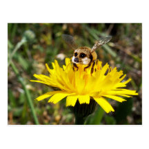 Meerbee Postcard