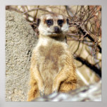 Meerkat-6376e11x11 Poster