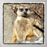 Meerkat-6376e11x11fram Poster