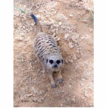 Meerkat against clay looking up photograph photo sculpture