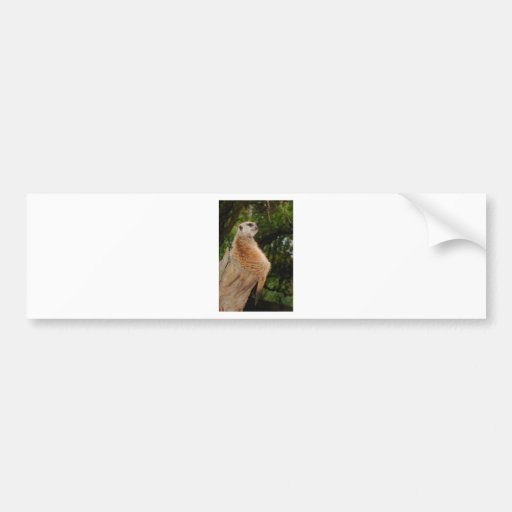 Meerkat Bumper Sticker