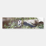 Meerkat Bumper Sticker
