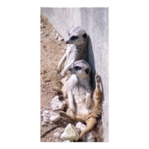 Meerkat Card (008) Customized Photo Card